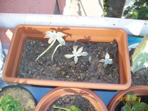 Name:  graptopatelumlar.jpg
Views: 1020
Size:  35.1 KB