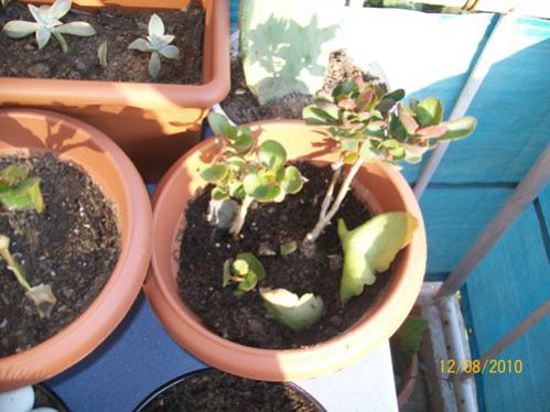 Name:  yeni kalachoelarm.jpg
Views: 1007
Size:  34.6 KB