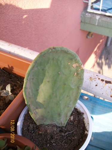Name:  kaln kaynana dili.jpg
Views: 2160
Size:  63.4 KB