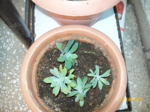 Name:  sedum palmerilerim.jpg
Views: 858
Size:  33.9 KB