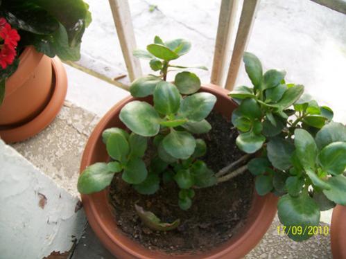 Name:  100_2236.jpg
Views: 1183
Size:  29.7 KB