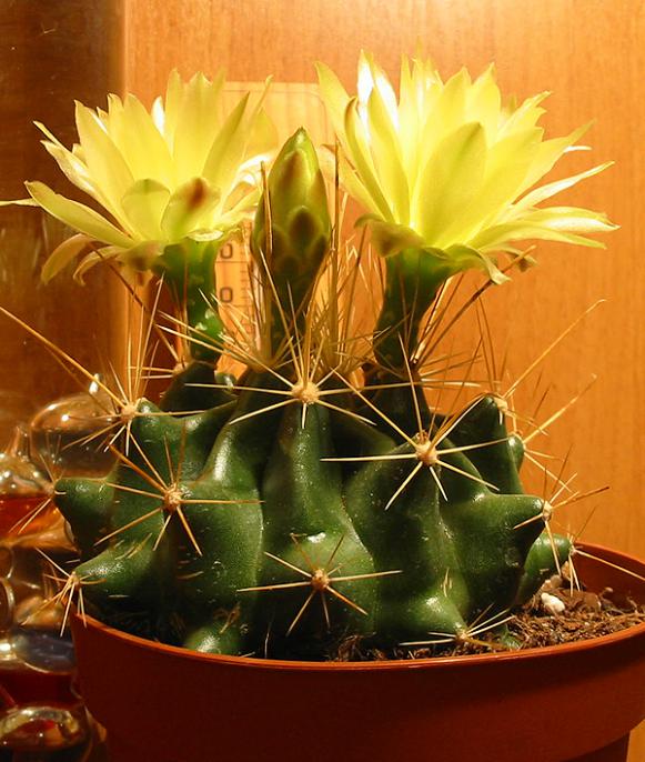 Name:  Ferocactus hamatacanthus S.jpg
Views: 1685
Size:  66.2 KB