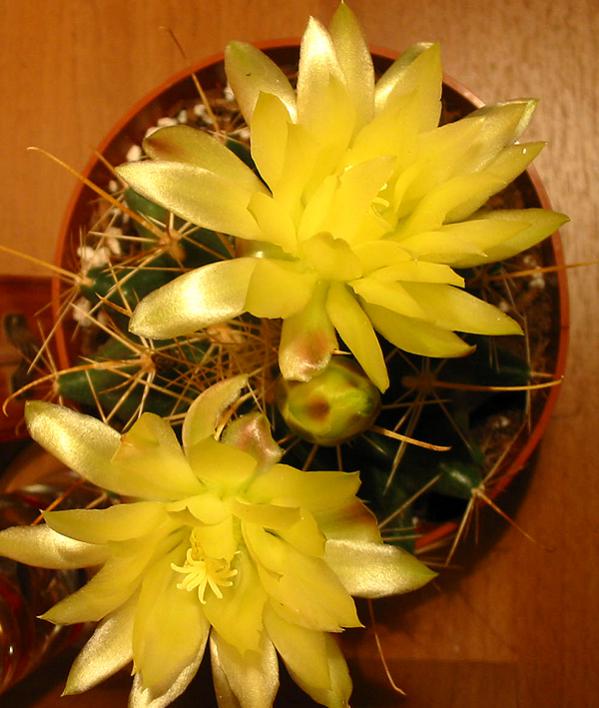 Name:  Ferocactus hamatacanthus S2.jpg
Views: 1612
Size:  56.2 KB