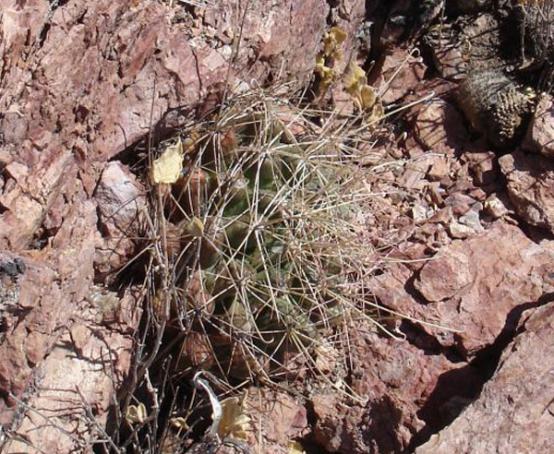 Name:  f_hamatacanthus Texas Peter Breslin.jpg
Views: 1470
Size:  73.0 KB