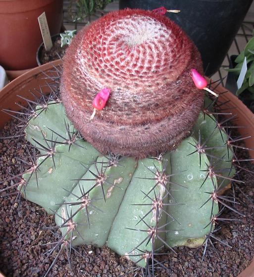 Name:  meloperuvianus2.jpg
Views: 1516
Size:  70.0 KB