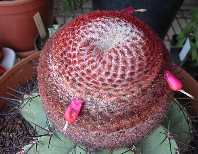 Name:  meloperuvianus3.jpg
Views: 1502
Size:  72.5 KB