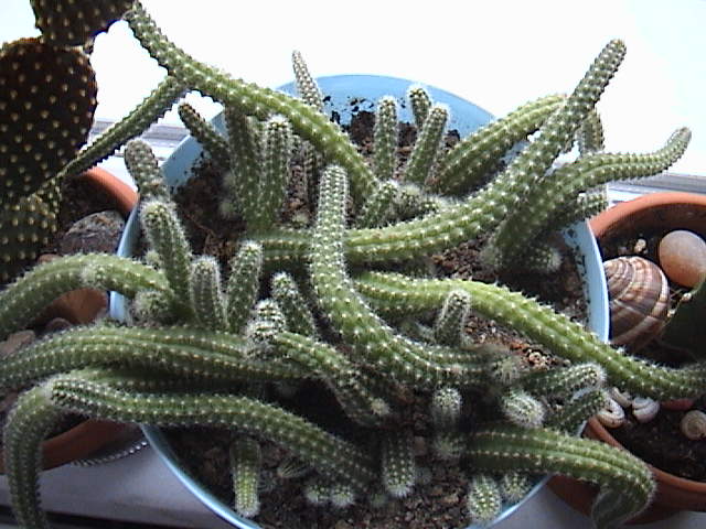 Name:  DSC00002.JPG
Views: 1107
Size:  63.8 KB