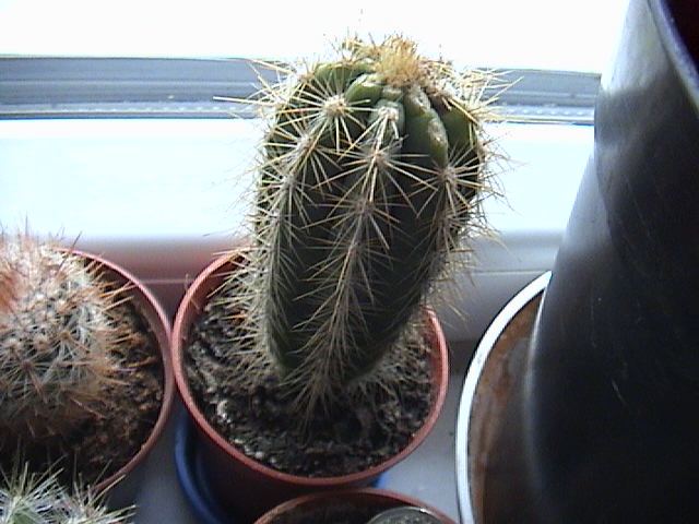 Name:  DSC00015.JPG
Views: 968
Size:  63.0 KB