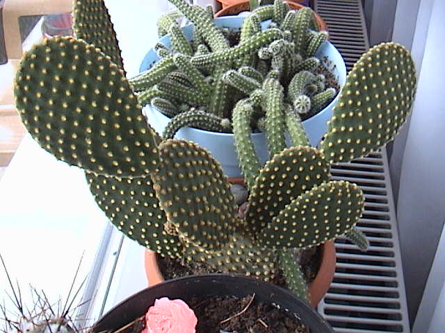 Name:  gdfnhg.JPG
Views: 942
Size:  59.8 KB