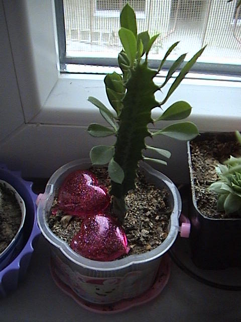 Name:  DSC00005.JPG
Views: 1202
Size:  60.7 KB