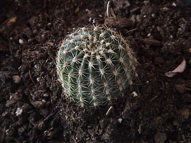 Name:  DSC00011.JPG
Views: 908
Size:  59.5 KB