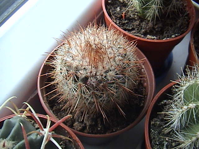 Name:  DSC00016.JPG
Views: 926
Size:  61.8 KB