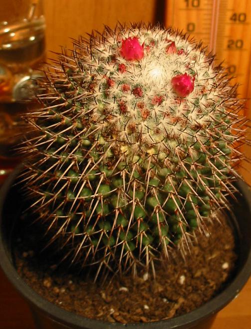 Name:  Mammillaria polythele1.jpg
Views: 1595
Size:  70.6 KB