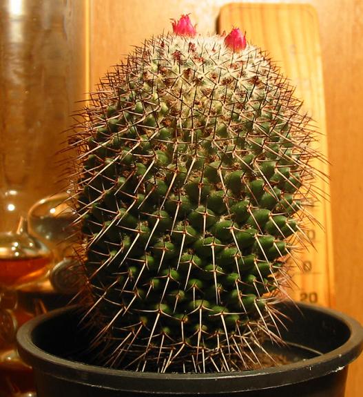 Name:  Mammillaria polythele 2.jpg
Views: 1464
Size:  69.0 KB