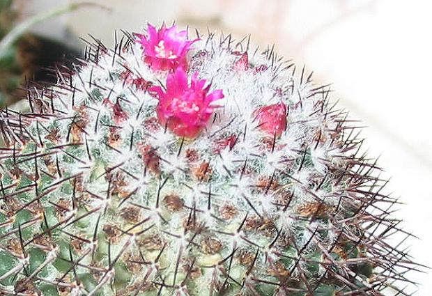 Name:  Mammillaria polythele4.jpg
Views: 1430
Size:  72.0 KB
