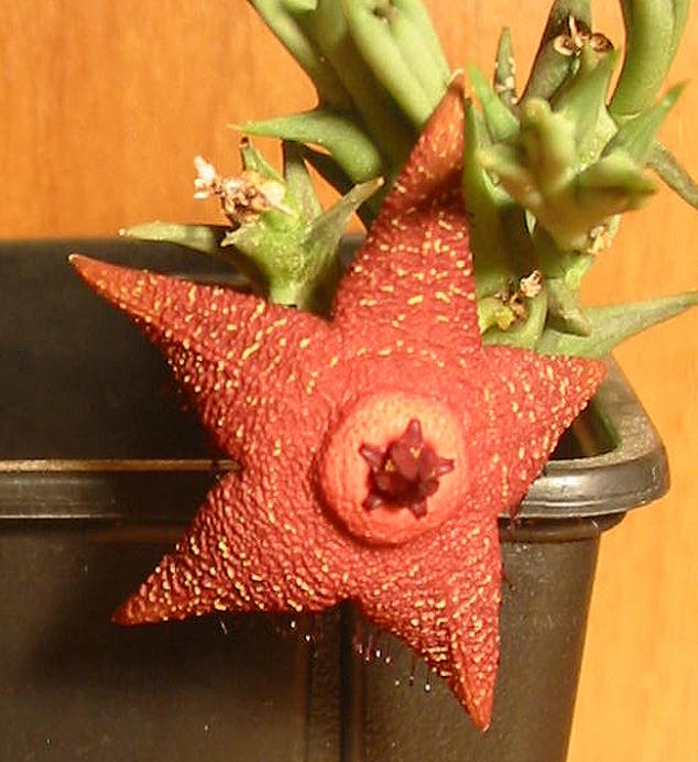 Name:  orbea woodii 2.jpg
Views: 1327
Size:  64.2 KB