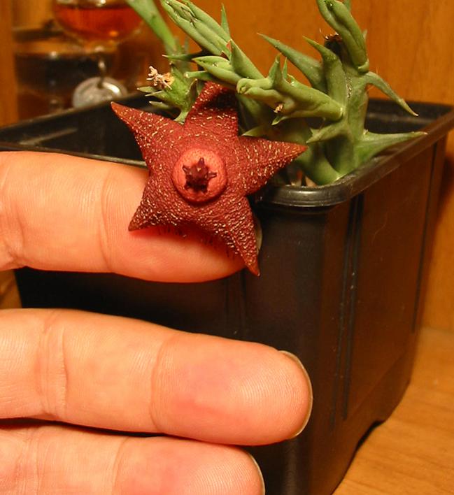 Name:  orbea woodii 4.jpg
Views: 1336
Size:  53.5 KB