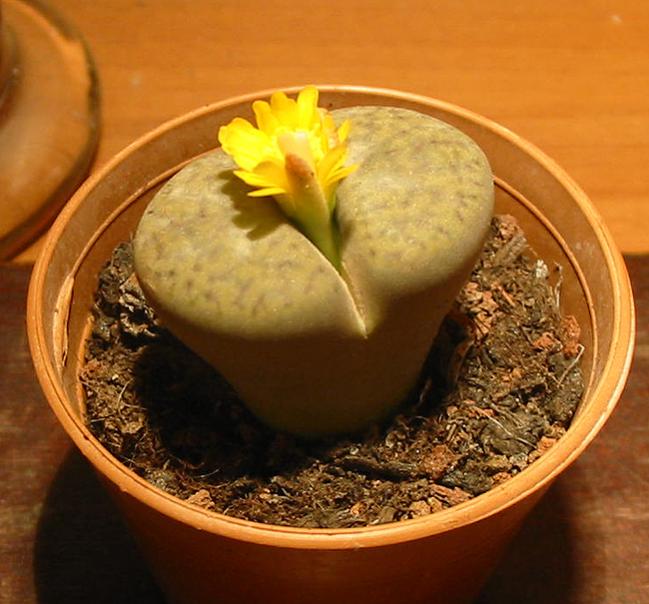 Name:  lithops1.jpg
Views: 1239
Size:  54.8 KB