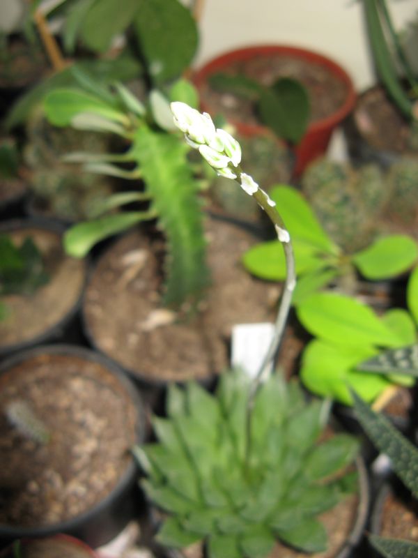 Name:  IMG_5871 1.jpg
Views: 4011
Size:  58.5 KB