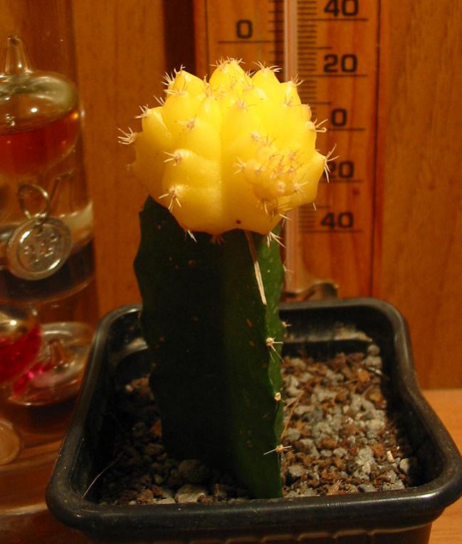 Name:  mutant gymno.jpg
Views: 1364
Size:  56.5 KB