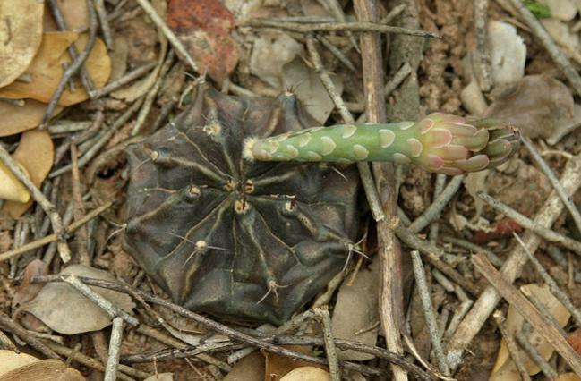 Name:  gymno Paraguay richstatt.de.jpg
Views: 1551
Size:  55.9 KB