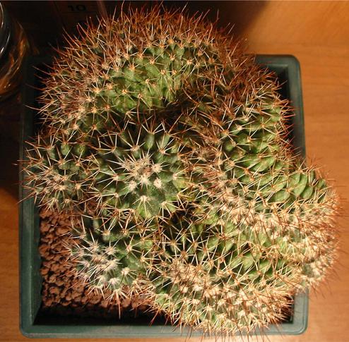Name:  Mammillaria spinosissima cristata 2.jpg
Views: 1666
Size:  70.9 KB