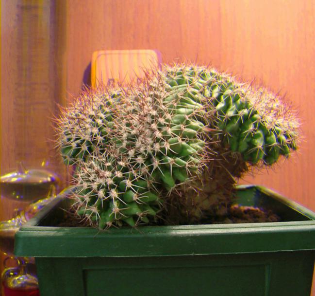 Name:  mammil real 3D.jpg
Views: 1444
Size:  57.6 KB