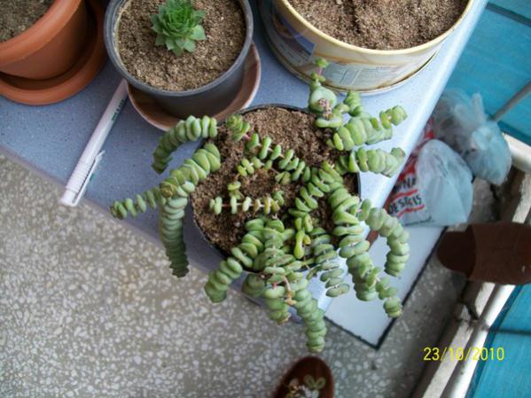 Name:  crassula m. stten.jpg
Views: 1012
Size:  52.2 KB