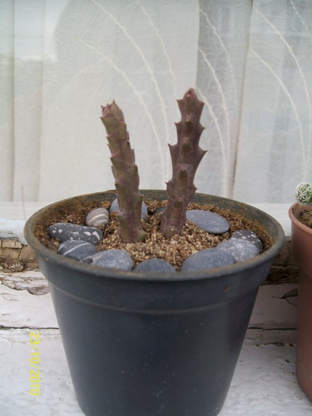 Name:  stapelia.jpg
Views: 993
Size:  66.2 KB
