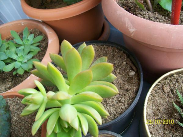 Name:  sedum adolphii.jpg
Views: 1531
Size:  47.7 KB