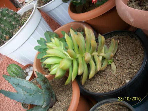 Name:  sedum ad. 2.jpg
Views: 1491
Size:  46.6 KB