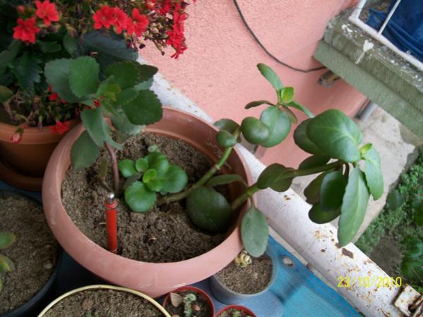 Name:  kalancho2.jpg
Views: 950
Size:  46.8 KB