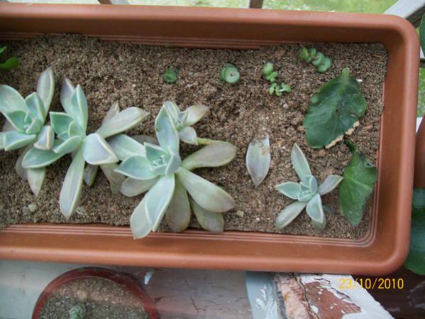Name:  graptopetalum.jpg
Views: 998
Size:  48.7 KB