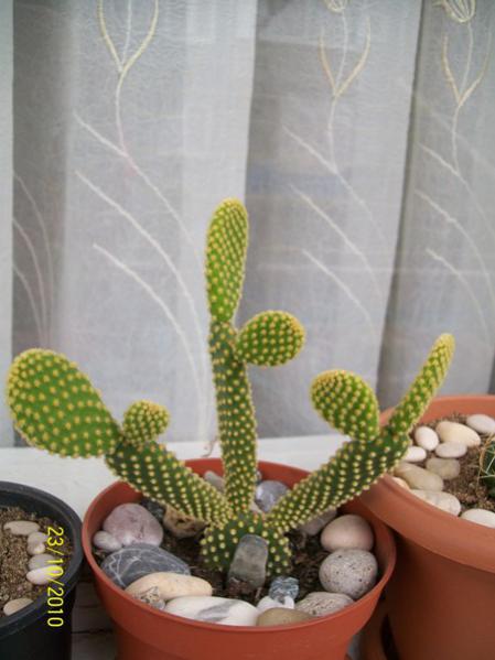 Name:  opuntia microdaisies.jpg
Views: 947
Size:  34.8 KB