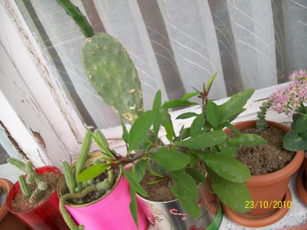 Name:  euphorbia milli.jpg
Views: 972
Size:  43.1 KB