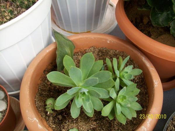 Name:  sedum palmeri.jpg
Views: 964
Size:  41.0 KB