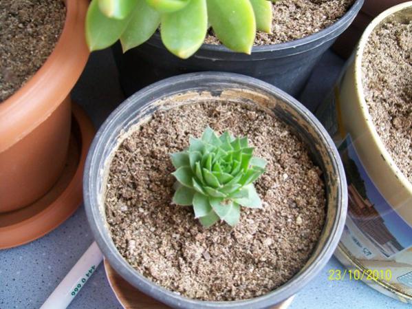 Name:  sempervivum.jpg
Views: 1144
Size:  58.4 KB