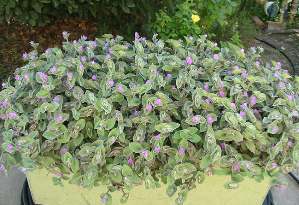 Name:  Tradescantia Sillamontana.jpg
Views: 4563
Size:  72.3 KB