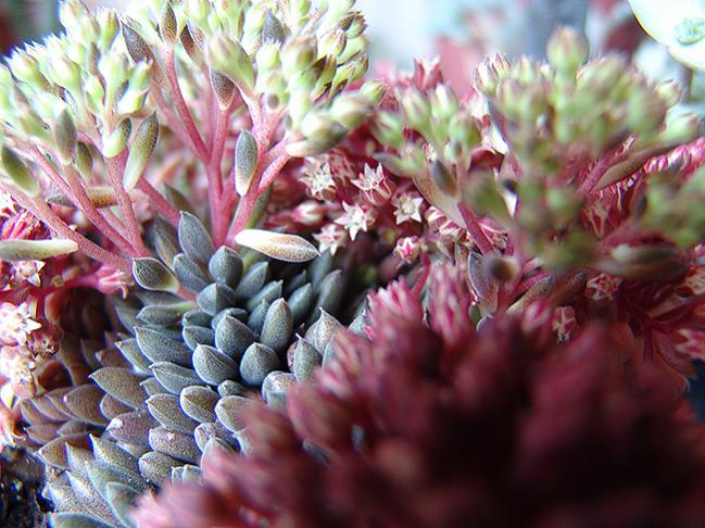 Name:  yunnanensis flower stems.jpg
Views: 1602
Size:  62.9 KB