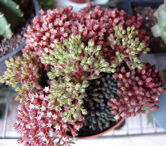 Name:  yunnanensis top.jpg
Views: 1701
Size:  70.9 KB