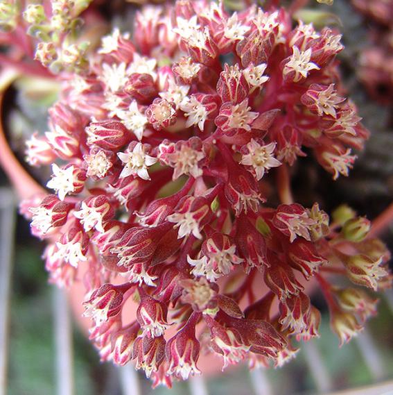 Name:  yunnanensis flower.jpg
Views: 1690
Size:  66.8 KB