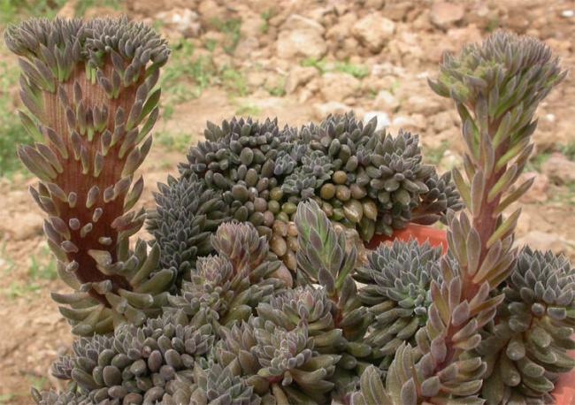 Name:  Sinocrassula-yunnanensis lepetitpoucet.free.fr.jpg
Views: 1522
Size:  61.5 KB