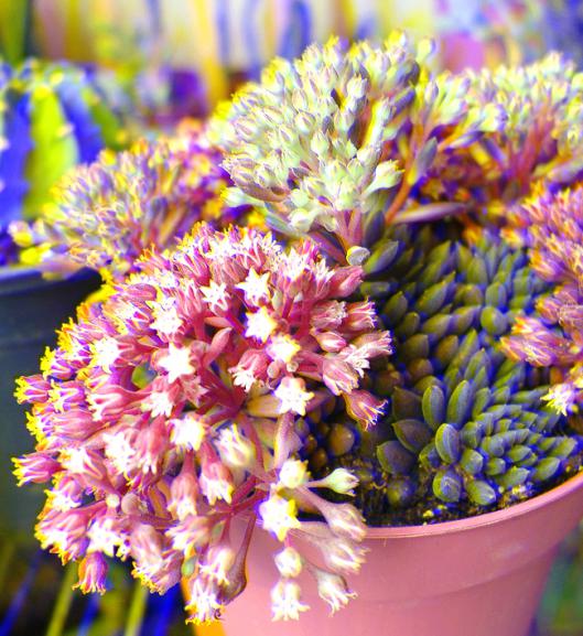 Name:  yunnanensis real 3D.jpg
Views: 1223
Size:  69.3 KB