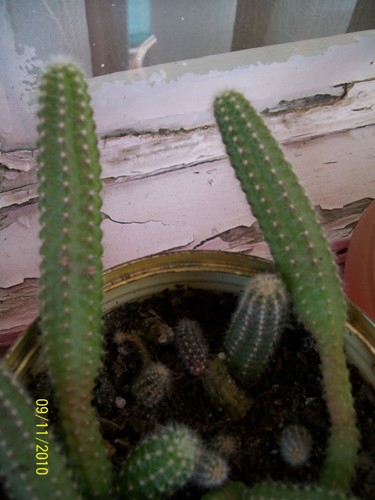 Name:  100_2307.jpg
Views: 942
Size:  58.2 KB