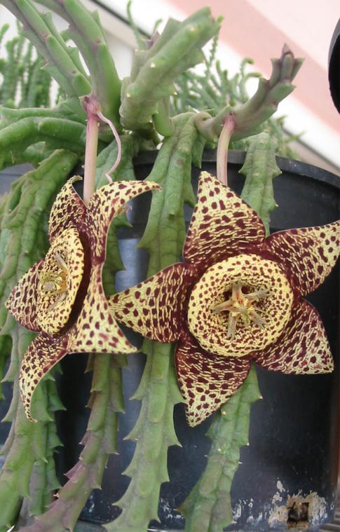 Name:  stapelia lepida1.jpg
Views: 9719
Size:  71.6 KB
