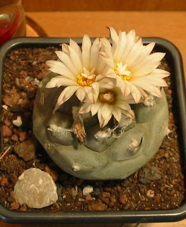 Name:  LWilliamsii Teksana1.jpg
Views: 1883
Size:  64.1 KB