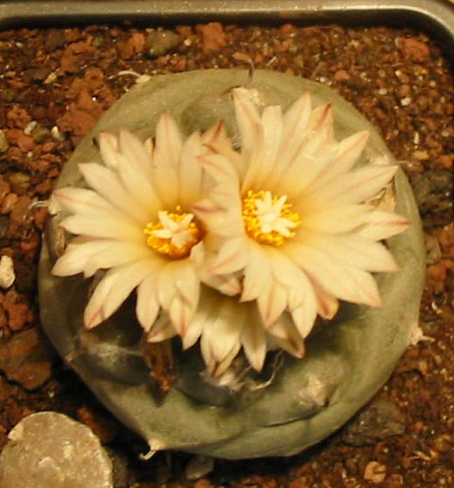 Name:  LWilliamsii Teksana3.jpg
Views: 1905
Size:  59.2 KB
