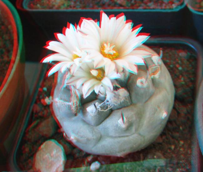 Name:  lop wil klasik 3D.jpg
Views: 2030
Size:  44.3 KB
