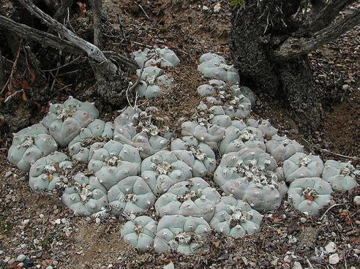 Name:  Lophophorawilliamsii.jpg
Views: 2421
Size:  73.1 KB