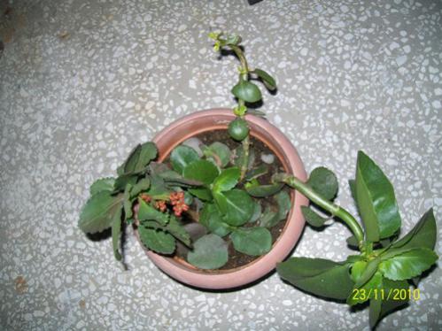 Name:  100_2347.jpg
Views: 695
Size:  39.0 KB